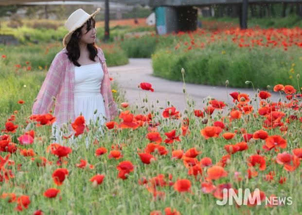 동진천에 핀 양귀비 꽃을 구경하는 방문객