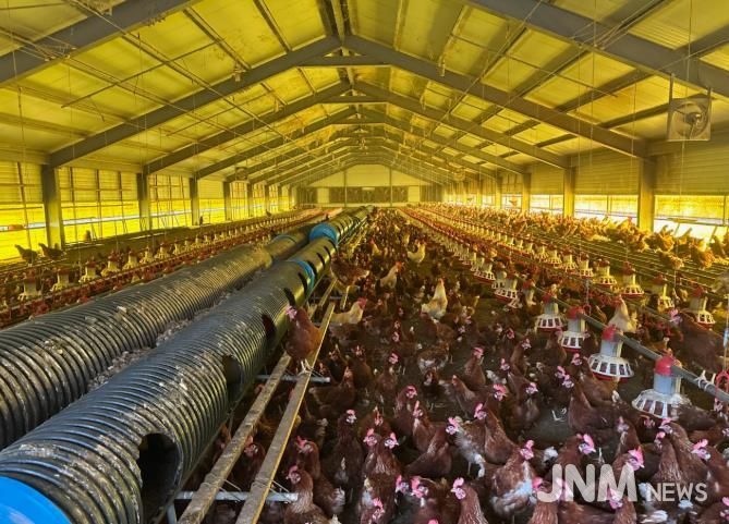 영광군, 여름철 가축 재해피해 예방 총력