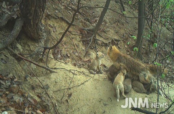 자연 적응 개체의 새끼 12마리 양육 모습