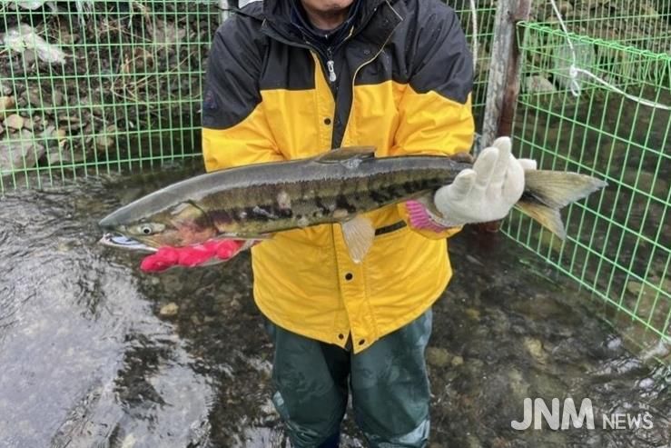 태화강생태관, 울주군 구영교서 태화강 연어 올해 첫 포획