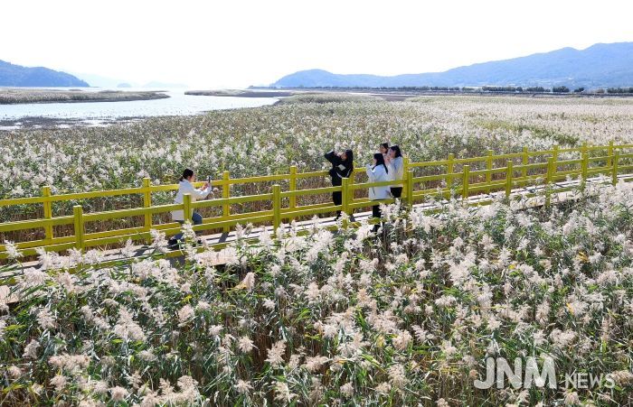 제10회 강진만 춤추는 갈대축제가 열린 가운데 강진만 갈대밭을 찾은 관광객들이 가을의 정취를 맘껏 느끼고 있다.