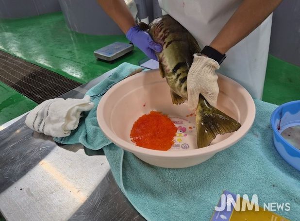 찬바람과 함께 울진 왕피천에 연어가 돌아왔다!