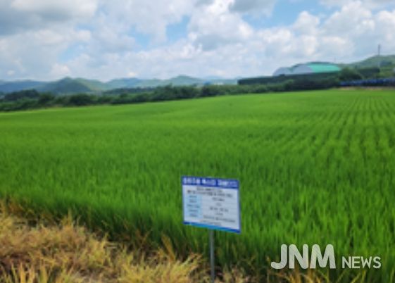 강원도 홍천의 ‘주향미’ 재배단지 전경