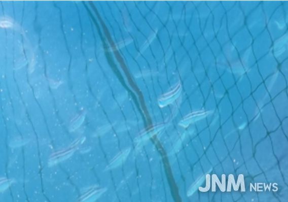 벤자리 시험양식 해상가두리(삼산면 거문도)