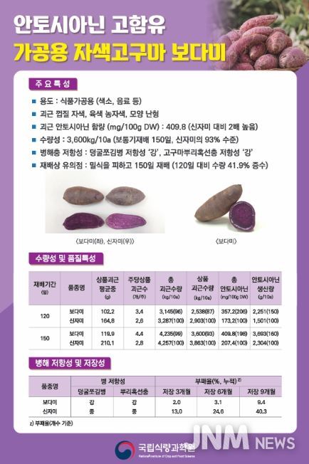 가공용 자색고구마 ‘보다미’ 품종 특성