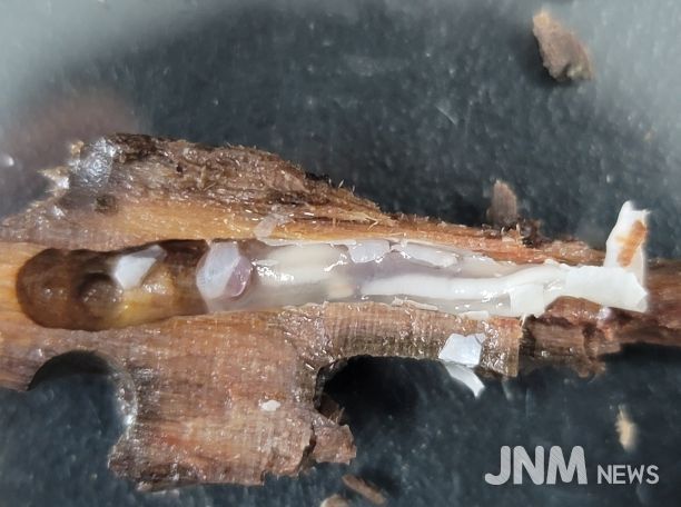 송호리 고선박 생물분석-배좀벌레조개