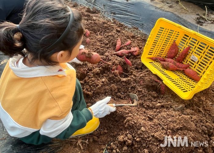 고구마를 수확하고 있는 어린이들