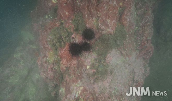 강릉시, 갯녹음 암반 해조서식환경 복원사업