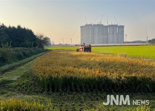 연희공원 논습지 벼(2024년 사진, 수확과정)