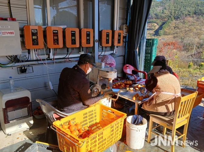 청정 자연이 빚은 순천 꿀 곶감 생산 본격화