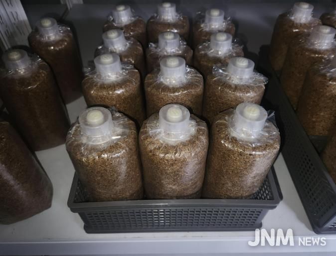 청주시농기센터, 약용버섯 ‘복령’ 종균 생산 첫걸음