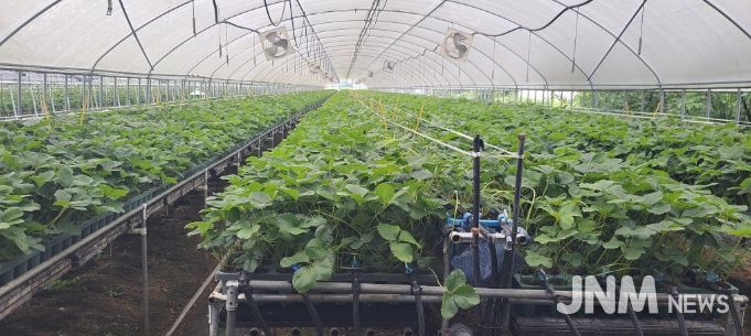 지역특화작목 ‘딸기묘’, 프리미엄 시장 도약 발판