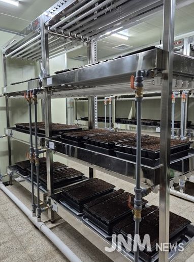 ,‘바이러스에 강한 씨마늘’생산