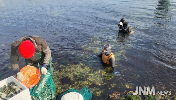 포항시가 지난 10일과 11일 지역 40개 어촌계 마을어장에 전복 55만 미, 14개 어촌계 마을어장에 해삼 28만 미를 방류하며 올해 수산종자 방류사업을 마무리했다.