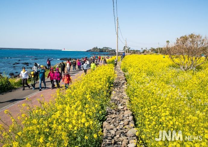 유채꽃 국제걷기대회