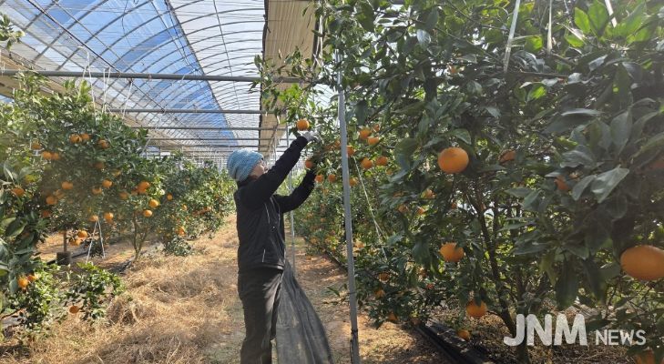 정읍산 만감류 ‘레드향·홍혜향’ 본격 출하…