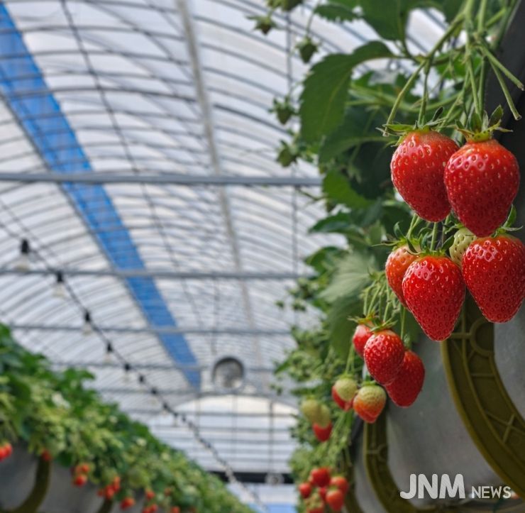 1. 익어가고 있는 천안 딸기 모습.