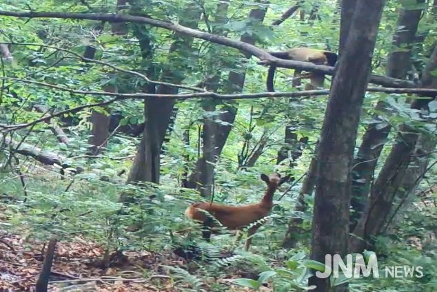 담비의 새끼 노루 사냥(소백산)