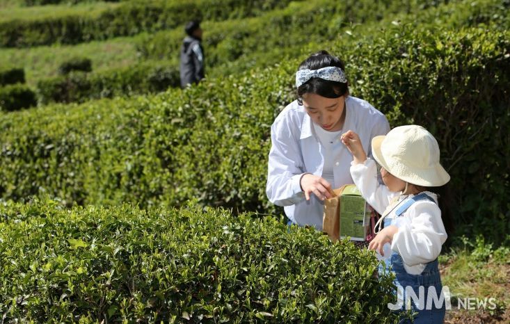 보성군, 제49회 보성다향대축제 5월 1~5일 개최_다향대축제에서 찻잎따기 체험을 하고 있다