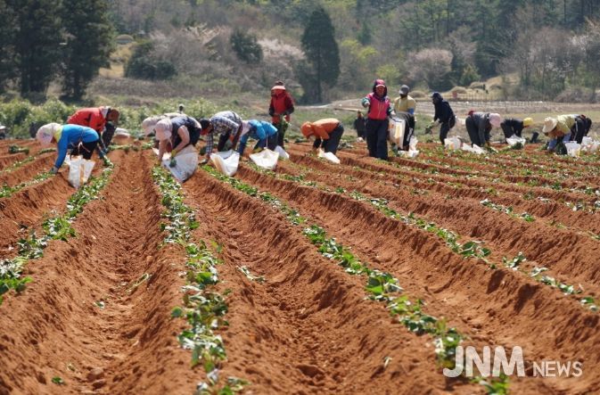 해남군“고품질 고구마 생산의 첫 걸음”육묘관리 철저히 하세요