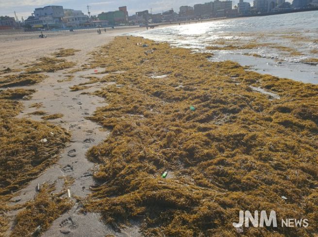 제주도, 설 연휴 괭생이모자반 집중 수거