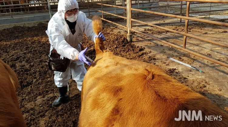 구제역 백신접종 긴급시행(동물정책과)