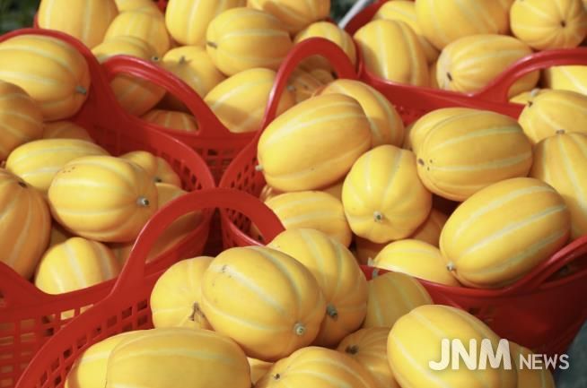 이상기후 뚫고 결실 맺은 고당도 '예천참외' 출하 시작